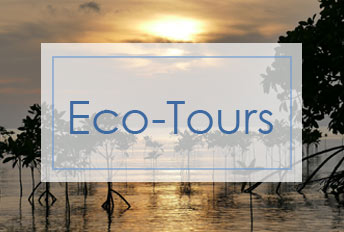 Eco-Tours | NASA MRI Blog